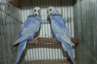 IN-981 セキセイインコ・セルフのペア | キットウココ ペット部