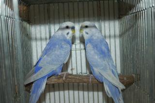 IN-981 セキセイインコ・セルフのペア | キットウココ ペット部