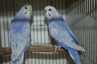 IN-981 セキセイインコ・セルフのペア | キットウココ ペット部