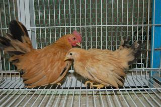 TA-199 猩々チャボ 中雛 雄雌で | キットウココ ペット部