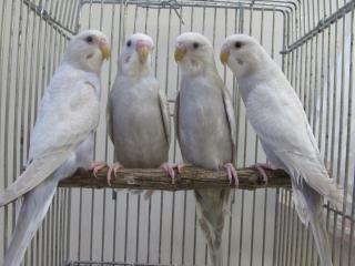 IN-2250 セキセイインコ、ホワイトウイング2羽で | キットウココ