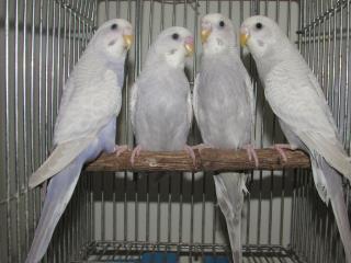 IN-2250 セキセイインコ、ホワイトウイング2羽で | キットウココ