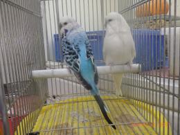 IN-4480　ジャンボセキセイ　雄雌で