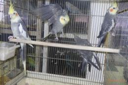 IN-4482　地物産　オカメインコ　若
