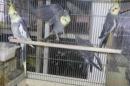IN-4482　地物産　オカメインコ　若