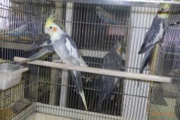 IN-4482　地物産　オカメインコ　若