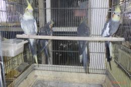 IN-4482　地物産　オカメインコ　若