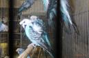 IN-4483　ジャンボハゴロモセキセイインコ　雄雌で