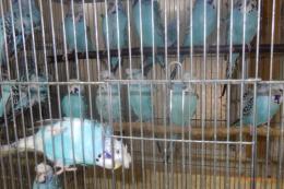 IN-4483　ジャンボハゴロモセキセイインコ　雄雌で