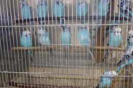 IN-4483　ジャンボハゴロモセキセイインコ　雄雌で