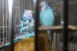 IN-4483　ジャンボハゴロモセキセイインコ　雄雌で
