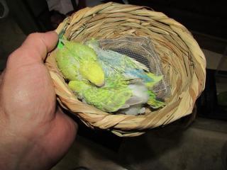 IN-2984 セキセイインコの雛 | キットウココ ペット部
