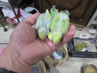 IN-2984 セキセイインコの雛 | キットウココ ペット部