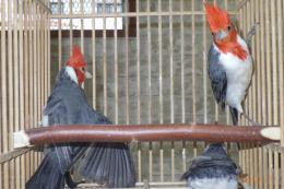 KOT-2734　コウカンチョウ　　残り♂1羽