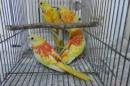 IN-3962　キキョウインコ　レッドバリード　雄雌2羽で