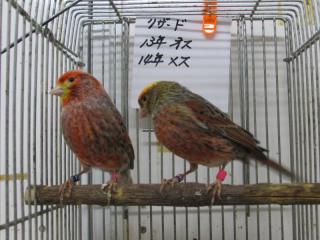 カナリア出品 KOT-2057 ブリーダー放出リザードカナリヤ雄雌で | キットウココ