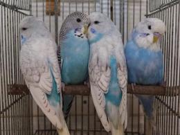 IN-3762 ジャンボセキセイインコ 若 雄 | キットウココ ペット部