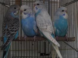 IN-3762 ジャンボセキセイインコ 若 雄 | キットウココ ペット部