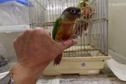 IN-3964　手乗りワキコガネアカオウロコインコ　♂
