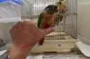 IN-3964　手乗りワキコガネアカオウロコインコ　♂