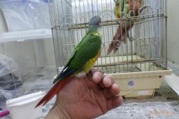 IN-3964　手乗りワキコガネアカオウロコインコ　♂