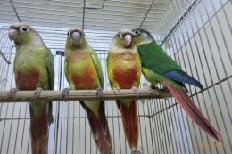 IN-3964　手乗りワキコガネアカオウロコインコ　♂
