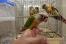 IN-3965　手乗りワキコガネアカオウロコインコ・パイナップル　♂