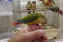 IN-3965　手乗りワキコガネアカオウロコインコ・パイナップル　♂