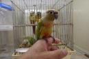 IN-3967　手乗りホホミドリアカオウロコインコ・ダイリュート　♀