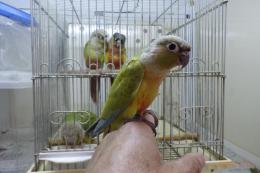 IN-3967　手乗りホホミドリアカオウロコインコ・ダイリュート　♀