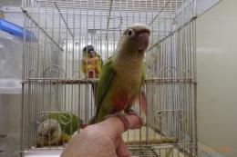 IN-3968　手乗りホホミドリアカオウロコインコ・シナモン　♀
