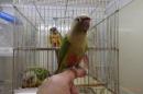 IN-3968　手乗りホホミドリアカオウロコインコ・シナモン　♀