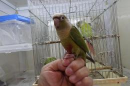 IN-3968　手乗りホホミドリアカオウロコインコ・シナモン　♀