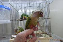 IN-3968　手乗りホホミドリアカオウロコインコ・シナモン　♀