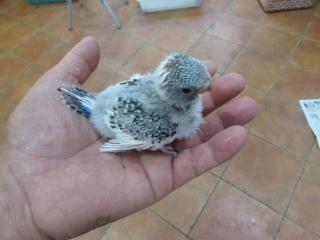 IN-2991 ジャンボセキセイインコのパイド 雛 | キットウココ ペット部