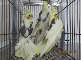 パイド オカメインコ