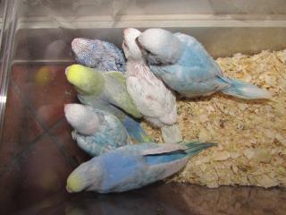 IN-2253 セキセイインコの雛 一人餌に成りました。 | キットウココ
