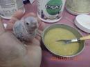 IN-4484　アカオウロコインコのパイナップル?　雛
