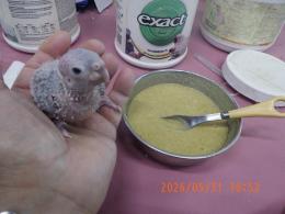 IN-4484　アカオウロコインコのパイナップル?　雛