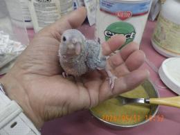 IN-4484　アカオウロコインコのパイナップル?　雛