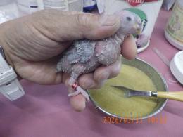 IN-4484　アカオウロコインコのパイナップル?　雛