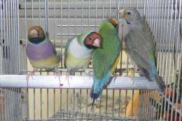 KOT-2857　26年生コキンチョウの雄雌で