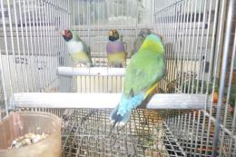 KOT-2857　26年生コキンチョウの雄雌で
