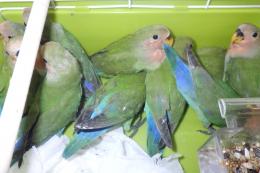 IN-4485　コザクラインコ　ノーマル種　若