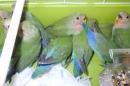 IN-4485　コザクラインコ　ノーマル種　若