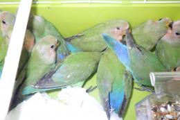IN-4485　コザクラインコ　ノーマル種　若