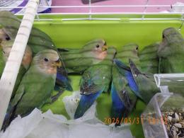 IN-4485　コザクラインコ　ノーマル種　若