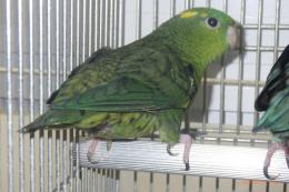 IN-4486　24年生サザナミインコ　♀
