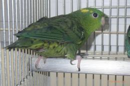 IN-4486　24年生サザナミインコ　♀