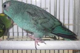 IN-4487　24年生サザナミインコ　♀